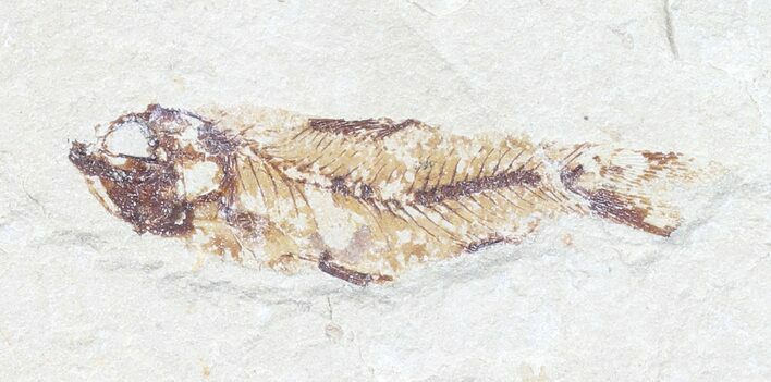Bargain, Cretaceous Fossil Fish - Lebanon #53948